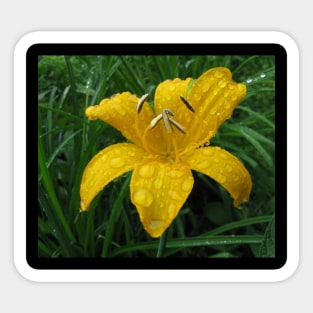 Wild lily after rain Sticker